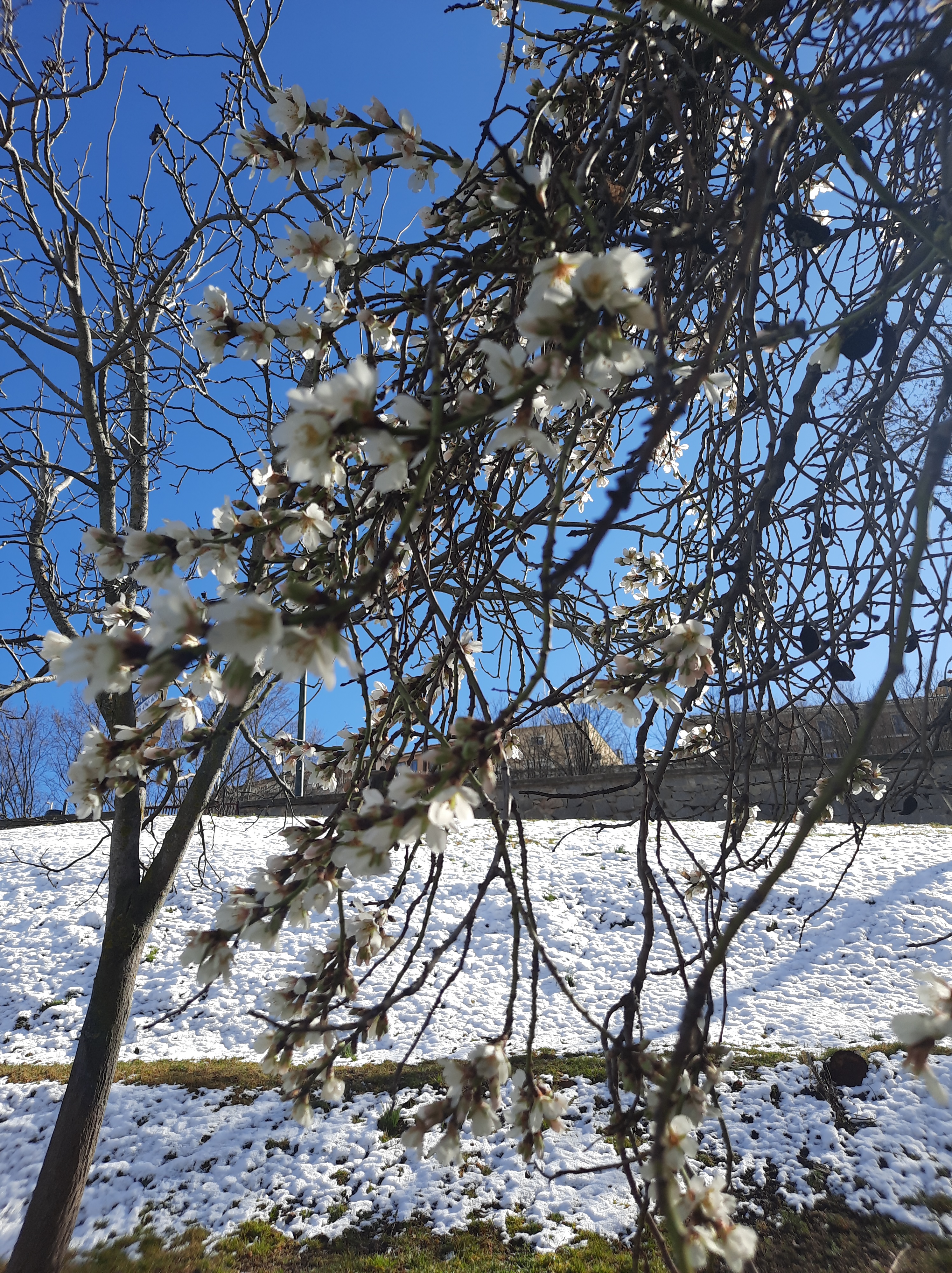 LOS ALMENDROS NEVADOS